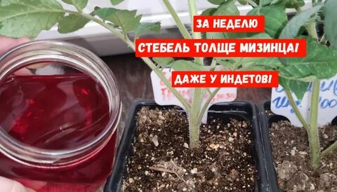 Поливают ли рассаду марганцовкой
