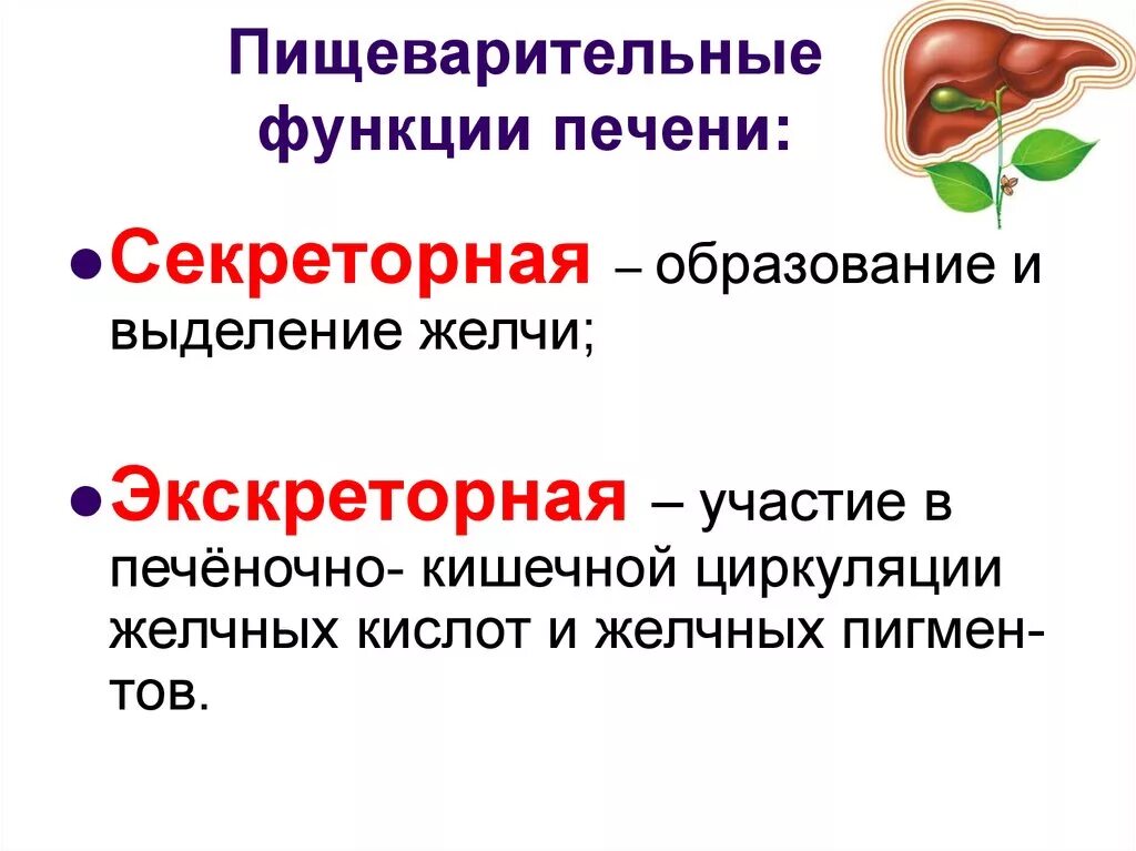 В печени происходит образование. Секреторная функция печени. Выделительная функция печени физиология. Пищеварительная функция печени. Функции выделительной функции пищеварения.