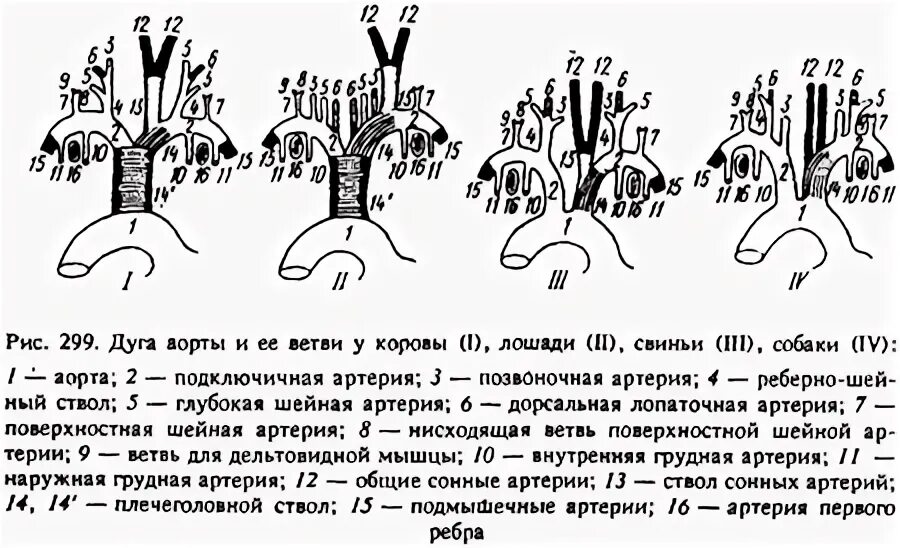 Подключичная артерия схема. Дуга аорты животных. Дуга аорты. Дуга аорты животных. Дуга аорты животных.
