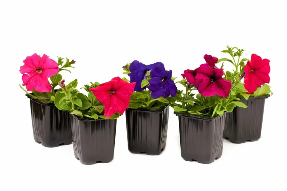 Петуния рапунцель. Петуния в кассетах. Петунья оби. Петуния в кассетах 6 шт. Петуния cascadias purple gem.