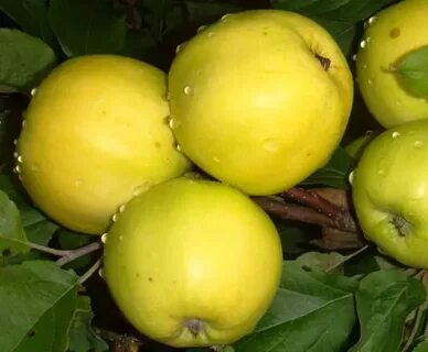 Низкорослые сорта яблонь осенние