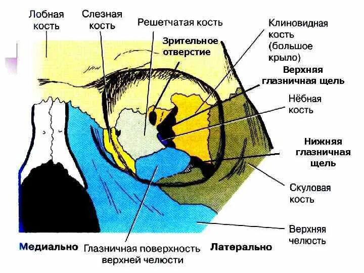 1 строение глазницы. Структуры верхней глазничной щели. Зрительный канал и верхняя глазничная щель. Верхняя глазничная щель анатомия. Верхнеглазничная щель анатомия.