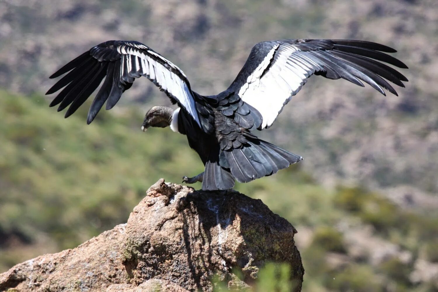 Птица Андский Кондор. Андский Кондор самая большая летающая птица. Андский Кондор размах крыльев. Андский Кондор Гарпия. Картинка большой птицы