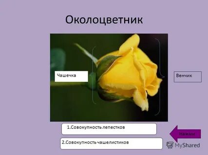 Совокупность лепестков цветка это