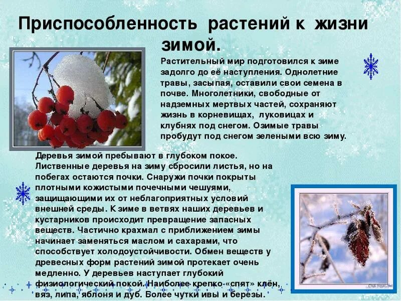 Изменения в природе зимой 5 класс биология. Зимние явления в жизни растений. Изменения в жизни растений зимой. Растения зимой презентация. Сообщение растения зимой.