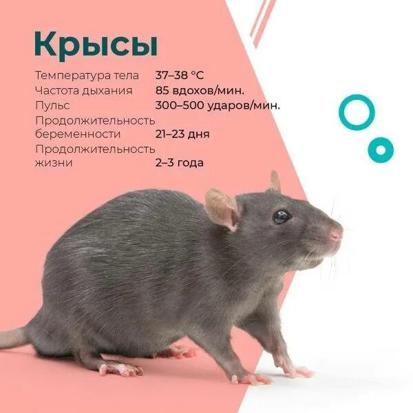 Увеличить мышь размер. Размер мыши. размер декоративной крысы. декоративные мыши размер.