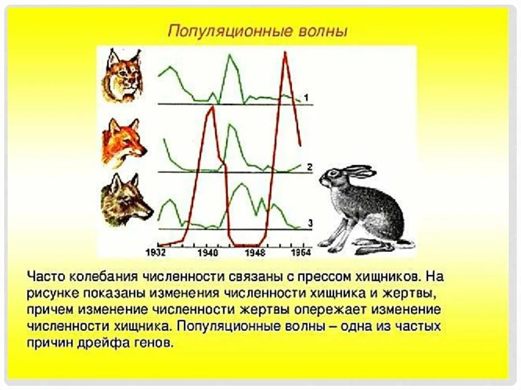 Популяционные волны, "волны жизни"(с. с. Четвериков) -. Популяционные волны это в биологии. Колебания численности хищников и жертв. Популяционные волны примеры.