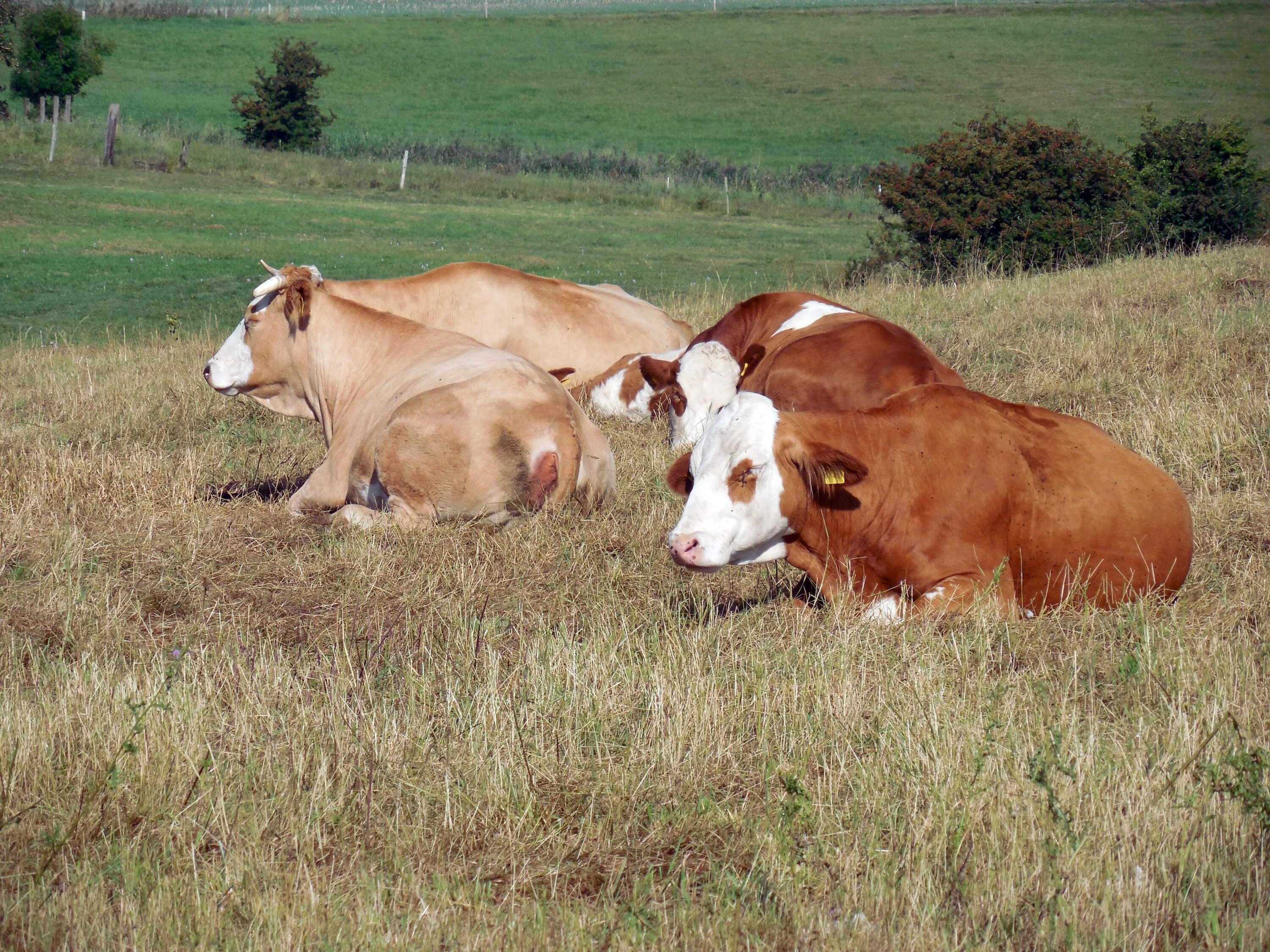 Орловская область коровы. Крупный рогатый скот (КРС). Крупнорогатый скот. Стадо коров. Крупный домашний скот.