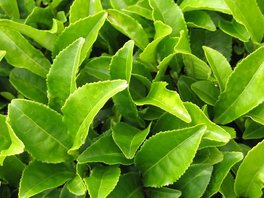 Camellia sinensis Leaf extract. Зеленый чай Леаф экстракт. Листья чая. Чайные листочки. Чайная листва