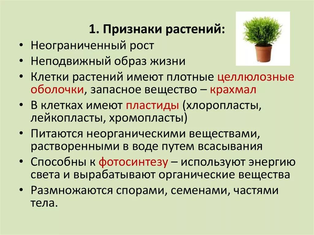 Укажите не менее четырех признаков растений