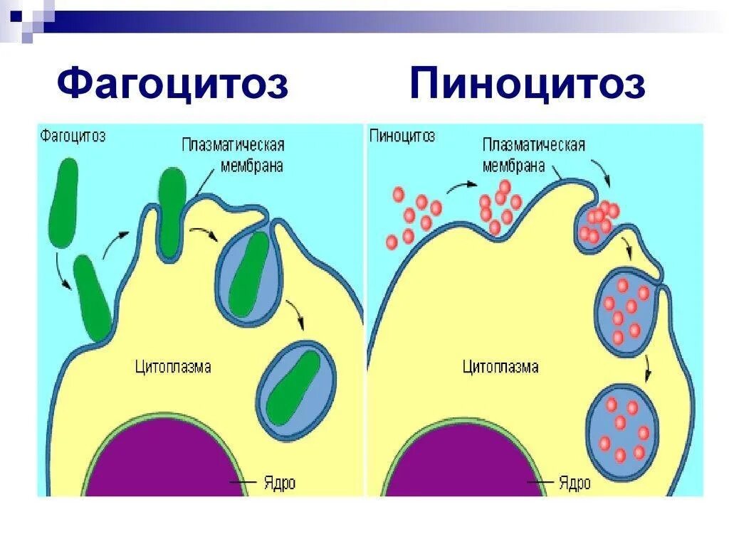 Фагоцитозный пузырек. Питание клетки фагоцитоз. Схема фагоцитоза клетки. Фагоцитоз переносимые частицы. Фагоцитоз животной клетки.