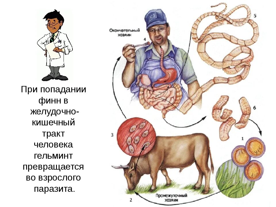 Промежуточный и основной хозяин человек. Паразитические черви бычий цепень. Бычий цепень основной хозяин и промежуточный. Черви паразиты бычий цепень.