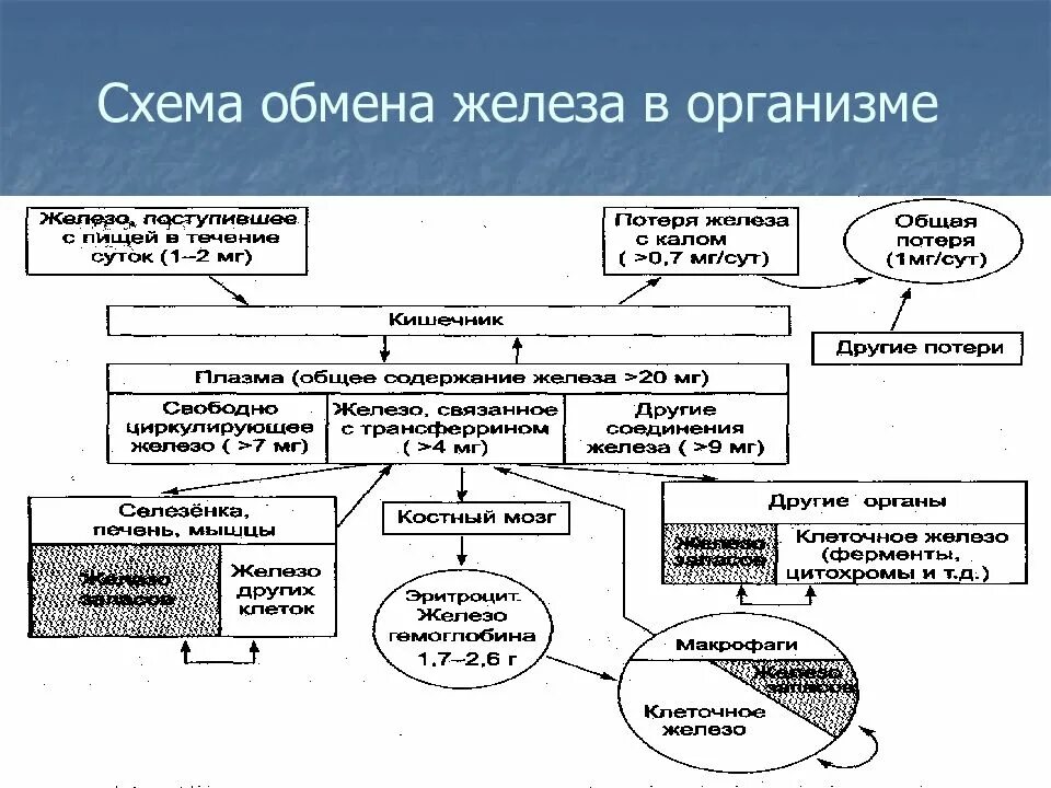 Обмен железа в печени. Метаболизм железа в организме. Схема обмена железа в организме. Схема метаболизма железа в организме. Обмен железа в крови.