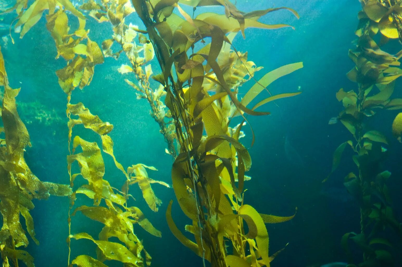 Северное море водоросли