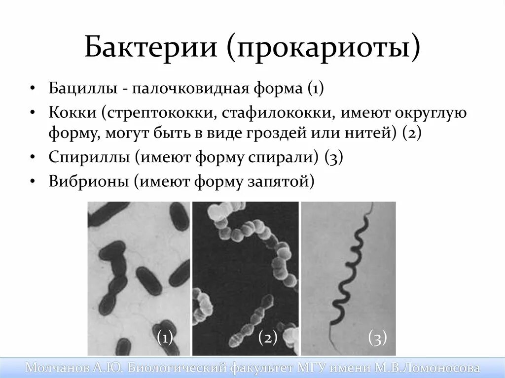 Организм являющийся прокариотам. Бактерии прокариоты. Микроорганизмы прокариоты. Патогенные микроорганизмы прокариоты. Патогенные бактерии прокариоты.