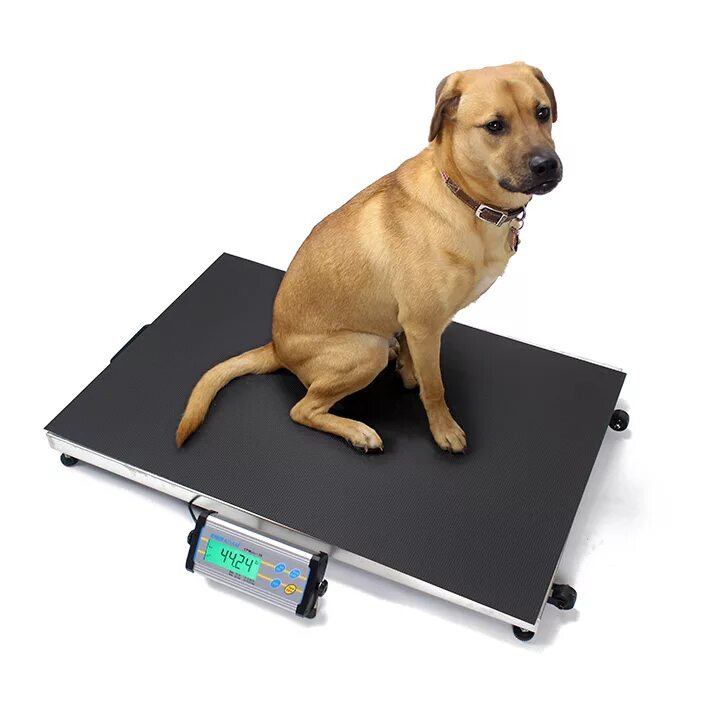 Электронные весы для взвешивания мелких животных кд Pet Scale, модель: b38187. Весы для собак напольные. Весы для взвешивания крупных собак. Весы для взвешивания собак мелких пород. Весы для собак и кошек