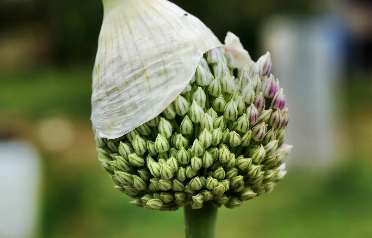 Download free photo of Flower of garlic, nature, garden,free pictures, free phot