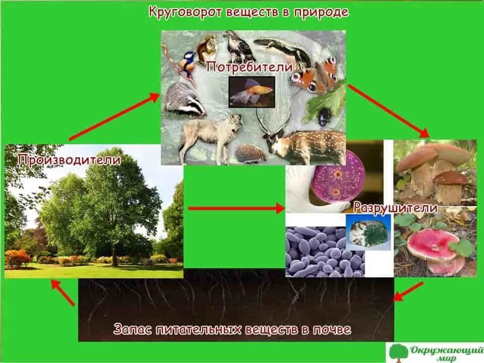 Модель демонстрирующая круговорот веществ 3 класс окружающий мир. Великий круговорот жизни 3 класс модель. Модель круговорот веществ 3 класс окружающий мир. Модель круговорота веществ в природе 3 класс окружающий мир.