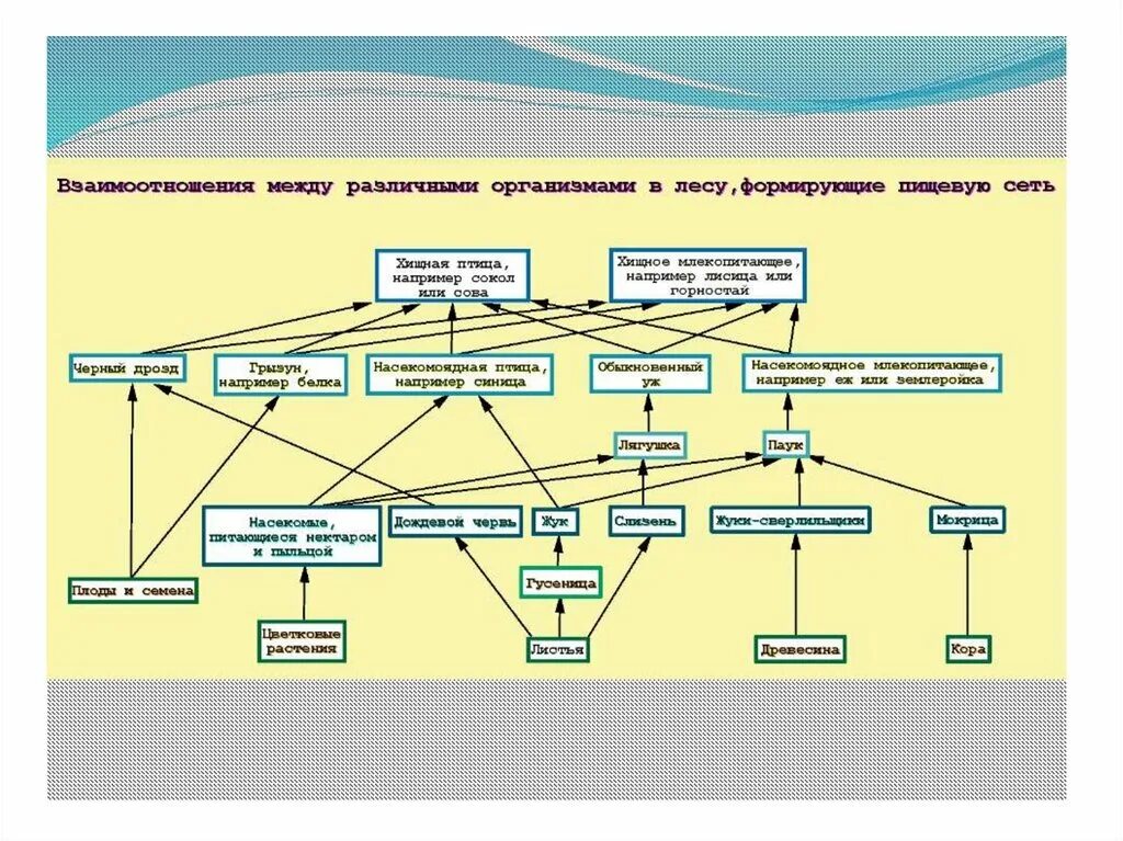 Взаимодействие организмов в природном сообществе 5 класс. Пищевая сеть это в биологии 9 класс. Схема пищевой сети. Взаимосвязи организмов в сообществе. Пищевые цепи и сети.