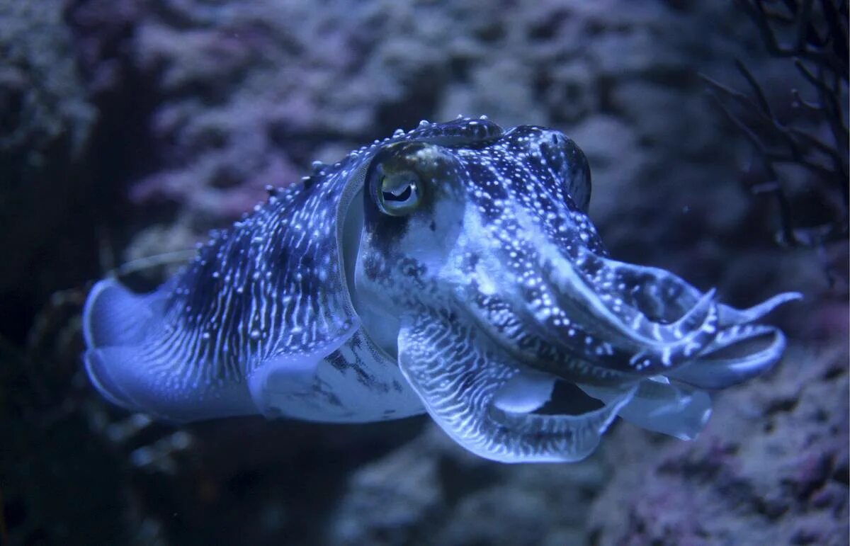 Каракатица красное море. Каракатица андаманское море. Каракатица средиземноморская. Морской монах каракатица. Каракатица средиземноморская.