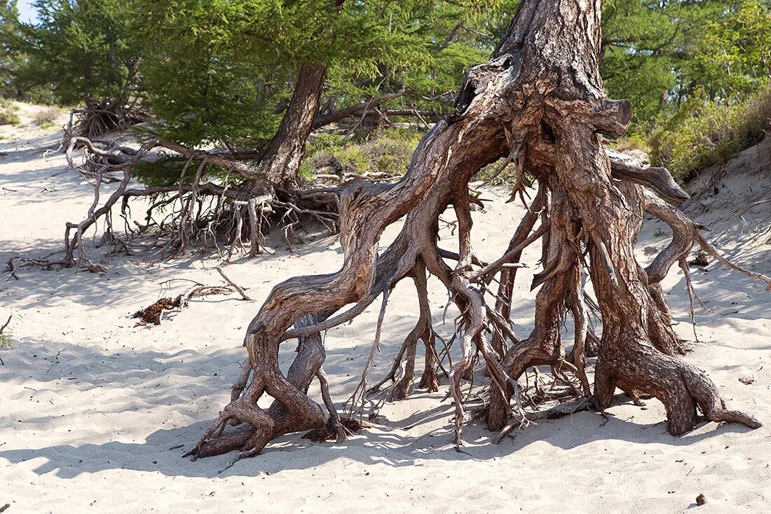 деревья умеют ходить. ходячие деревья. Socratea exorrhiza. ходячая эквадорская пальма. Socratea exorrhiza.