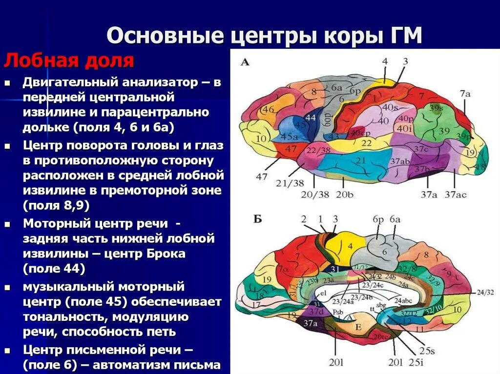 В теменной доле анализаторы. Корковые анализаторы лобной доли. Корковые центры коры головного мозга. Локализация функций в коре полушарий мозга. Локализация ядер анализаторов в коре головного мозга.