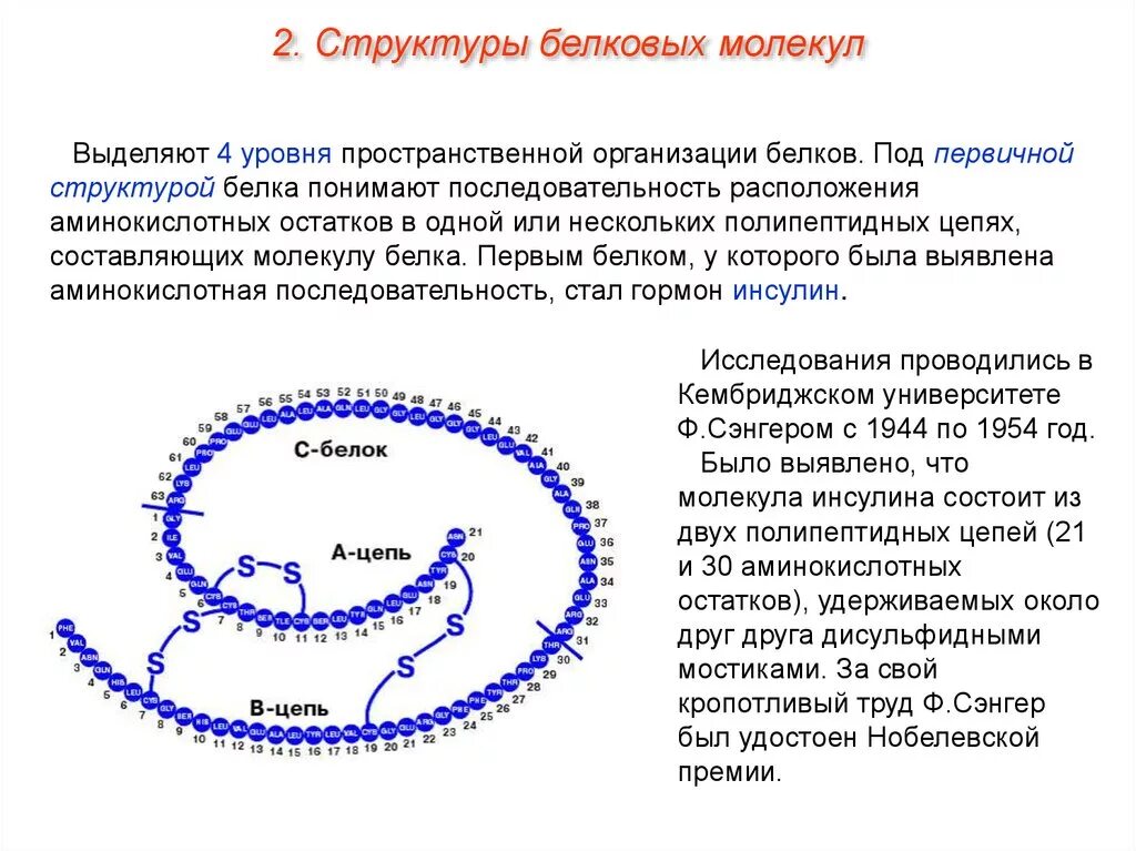 4 структуры организации белков. Первичная структура организации белка. пространственная организация белковых молекул. структуры пространственной организации белковой молекулы. пространственные структуры белковой молекулы.