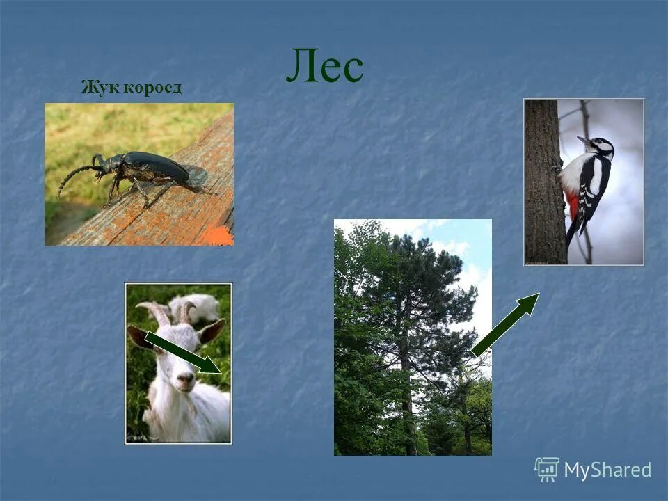 Цепь питания жук короед. Сосна жук короед цепь питания. Сосна жук короед цепь питания. Цепь питания с жуком короедом. Сосна жук короед цепь питания.