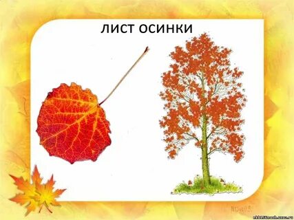 Осинка стих 2 класс