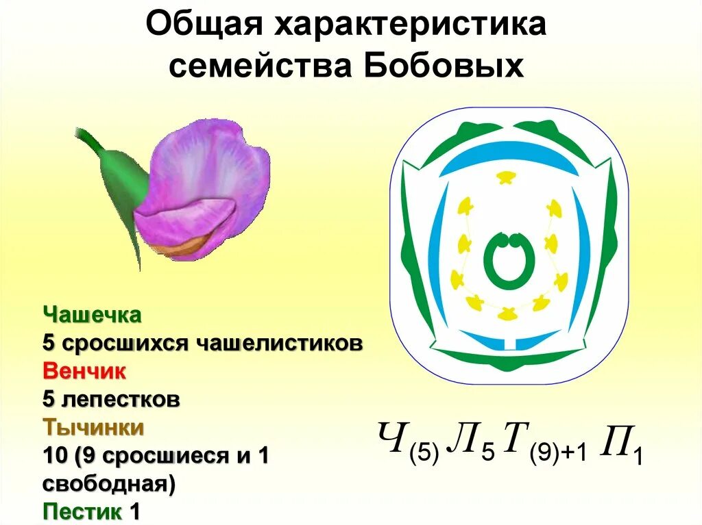 Общие признаки семейства бобовых. Представители семейства бобовые таблица. характеристика растений семейства бобовые. бобовые формула представители. биология 6 класс характеристика бобовых.