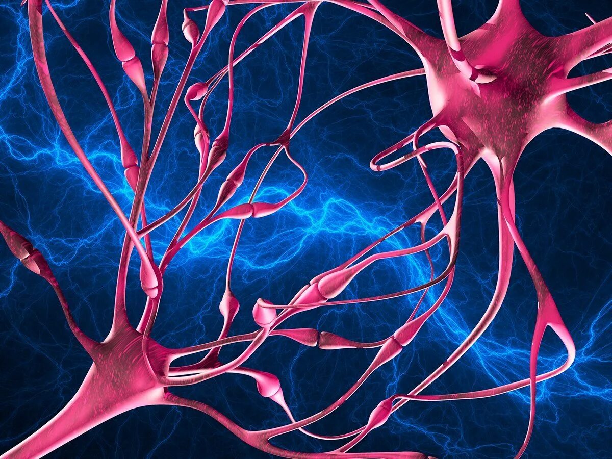 Мозг человека состоит из нейронов. Нервы человека. Нервная система. Нейроны в организме. Нервы и Нейроны.
