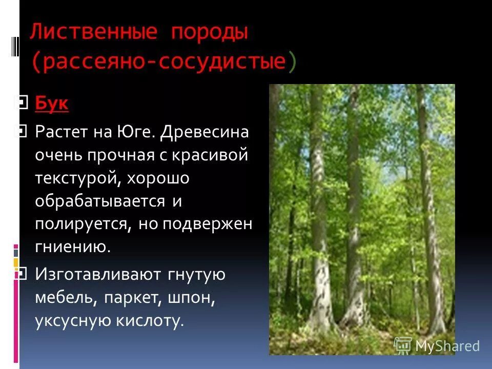 Лиственным породам относятся. Лиственные породы древесины. Лиственничные породы. Рассеяннососудистые лиственные породы деревьев. Сосуды лиственных пород.