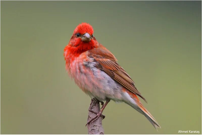 Carpodacus erythrinus. Птица с красно коричневой головой. Красноголовый дятел. Черноголовый кардинал птица. Птица сойка с красной головой.