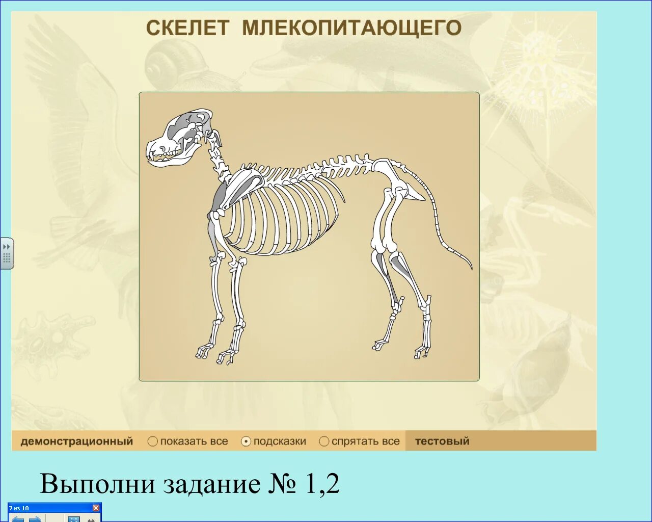 Особенности скелета млекопитающих 8 класс. Скелет млекопитающего 7 класс биология. Скелет млекопитающих 7 класс. Скелет млекопитающих схема биология 7 класс. Строение скелета млекопитающих.