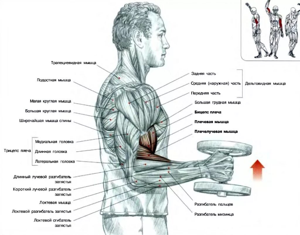 Подъем гантелей хватом молот. Упражнения на грудные мышцы с гантелями стоя. Упражнения для прокачки трицепса. Упражнения с гантелями для начинающих мужчин набора мышечной массы. Упражнения с гантелями на грудные мышцы для мужчин.