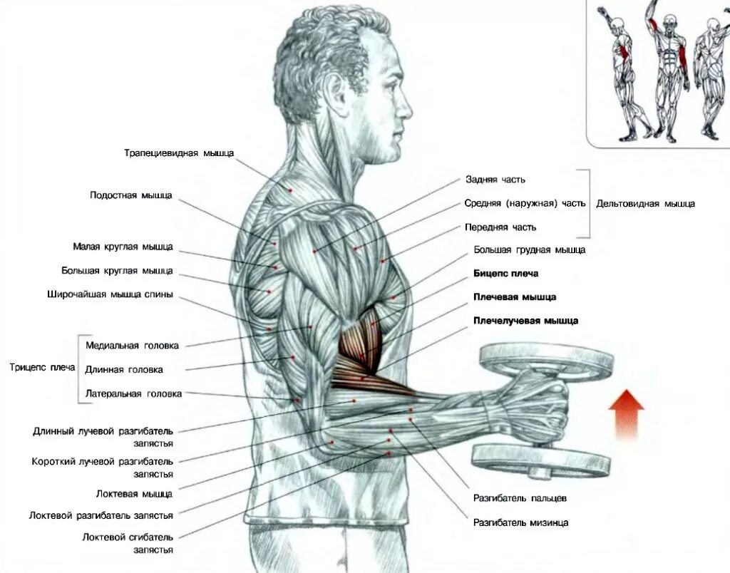 Какая рука сильнее и почему. Упражнение Зоттмана на бицепс. Подъем гантелей на бицепс молот. Подъем гантелей хватом молот. Подъем гантелей на бицепс хватом «молот».