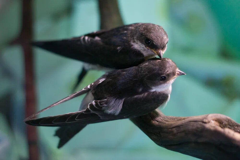 Выстригаем птиц. Стриж саланган. Птенец белобрюхого стрижа. Стриж фото. Птенец стрижа.