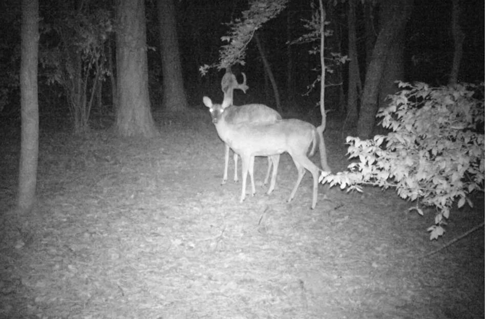 дикий лось арамиль. страшные снимки с фотоловушек. фотоловушки против браконьеров. снимки с фотоловушек. снимки инфракрасной камерой.