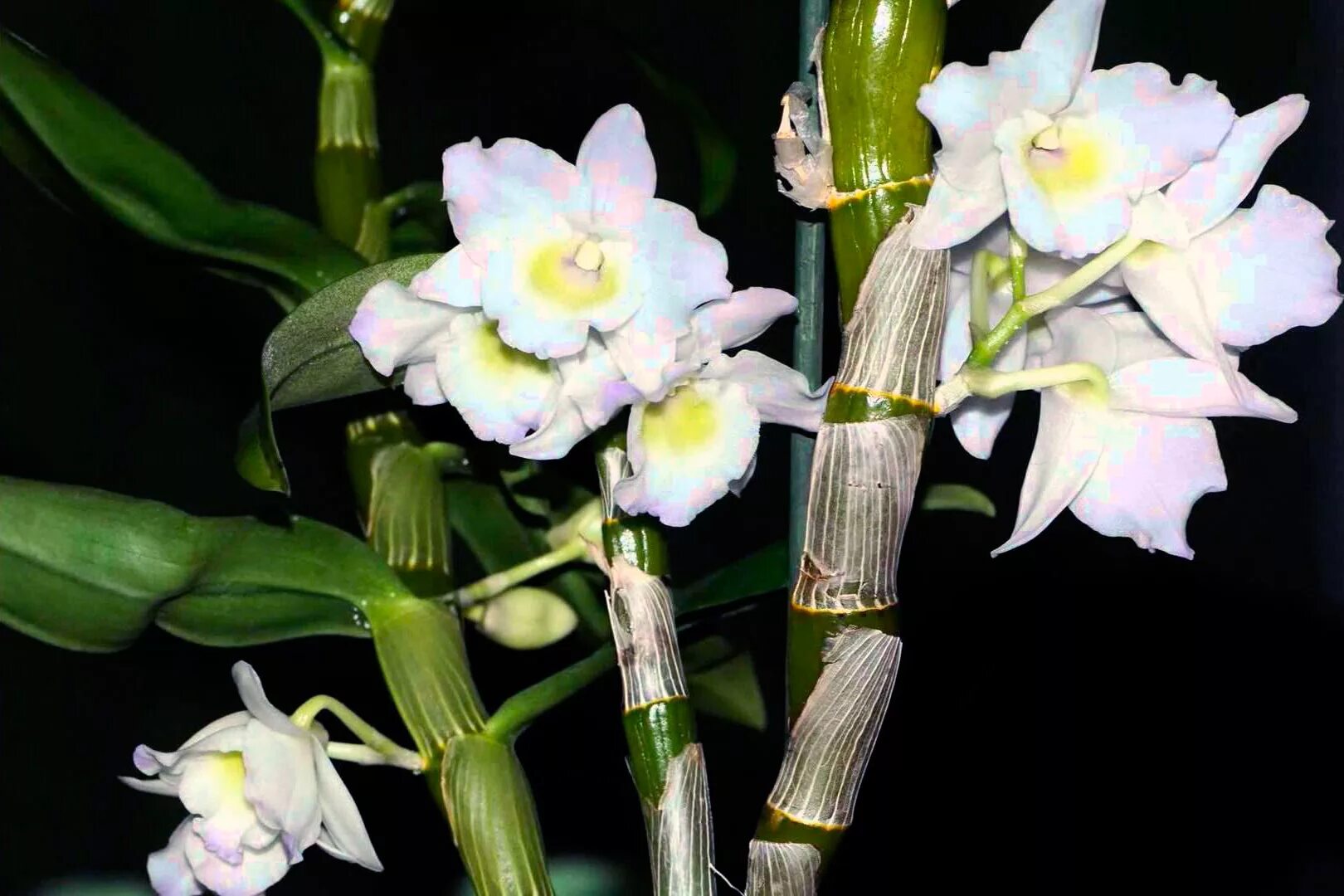 Бамбуковая Орхидея Дендробиум Нобиле.. Цветок Dendrobium Nobile. Орхидея бамбуковая Дендробиум. Дендробиум Нобиле белый.