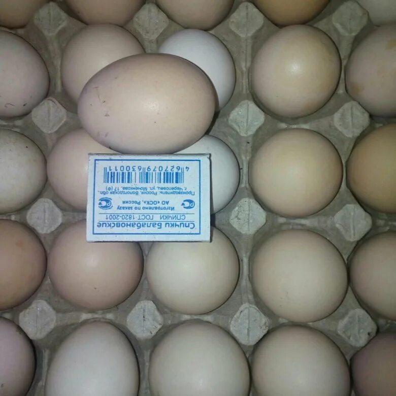 Яйца купить ставрополь. Яйцо домашнее куриное. Объявление о продаже куриных яиц. Объявление о продаже яиц домашних. Реклама отпродаже домашних яиц.