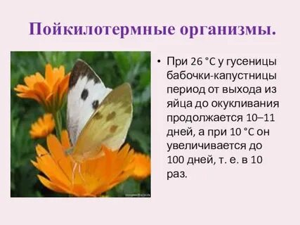 Пойкилотермные