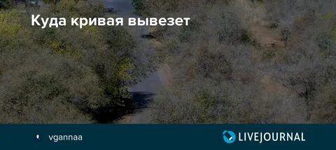 Куда кривая