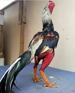 Srv celki i seks v 12 let