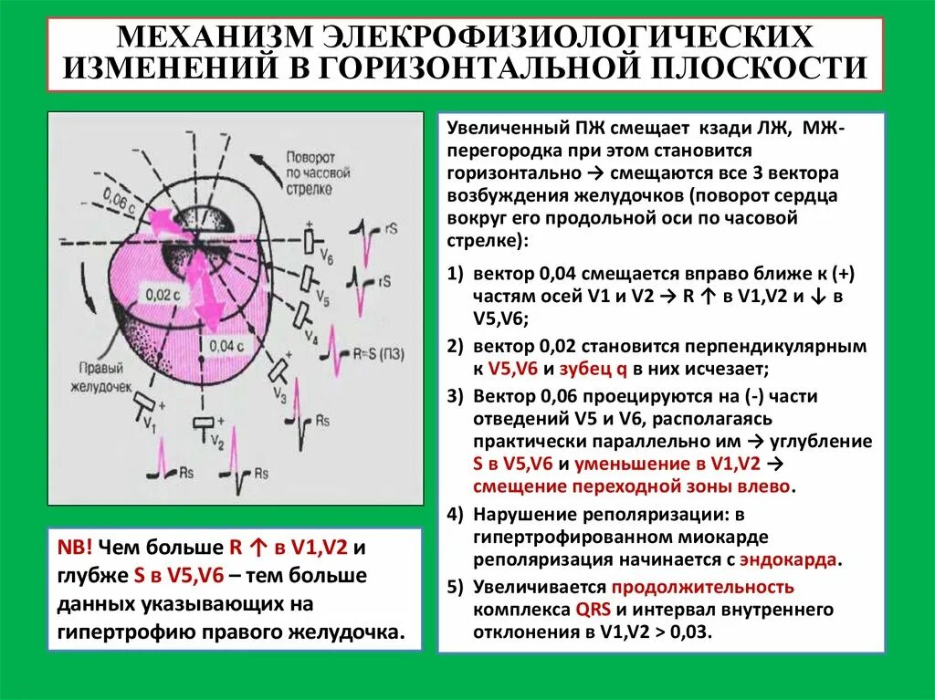 Сердце против часовой стрелки. Повороты сердца на ЭКГ вокруг продольной оси. Поворот сердца вокруг продольной оси по часовой стрелке. Повороты сердца вокруг оси на ЭКГ. Поворот оси сердца ЭКГ.