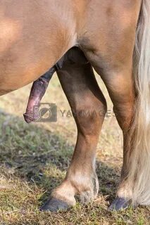 Find Stiff pony penis erection with back legs stock images in HD and millio...