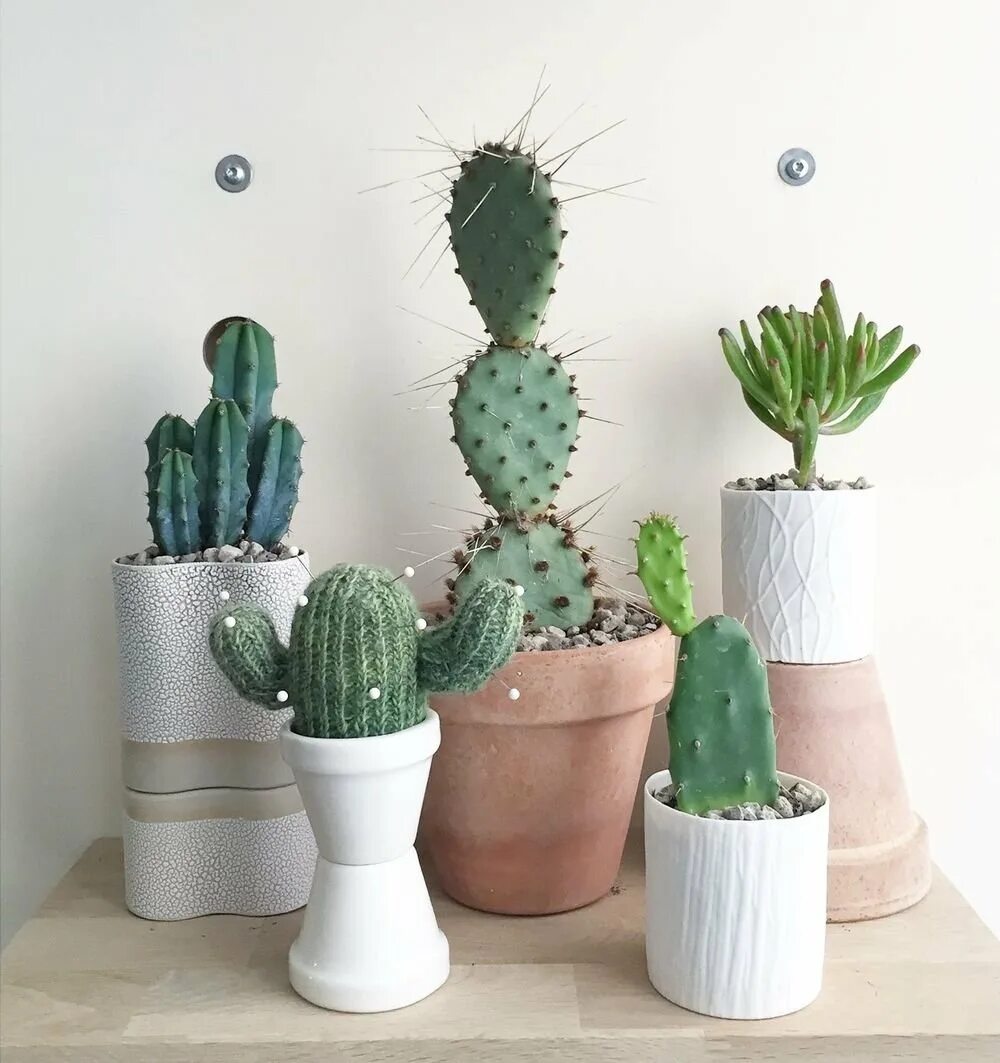 Бородатый кактус. Милый кактус. Интересные кактусы. Кактус графика. Кактус.