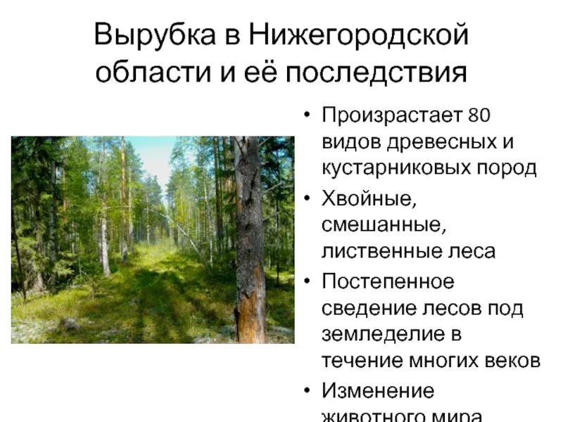 Постепенно лес наполнялся огэ. Вырубка леса в нижегородской области. экологические проблемы нижегородской области. сведение лесов. контроль за вырубкой лиственных лесов.