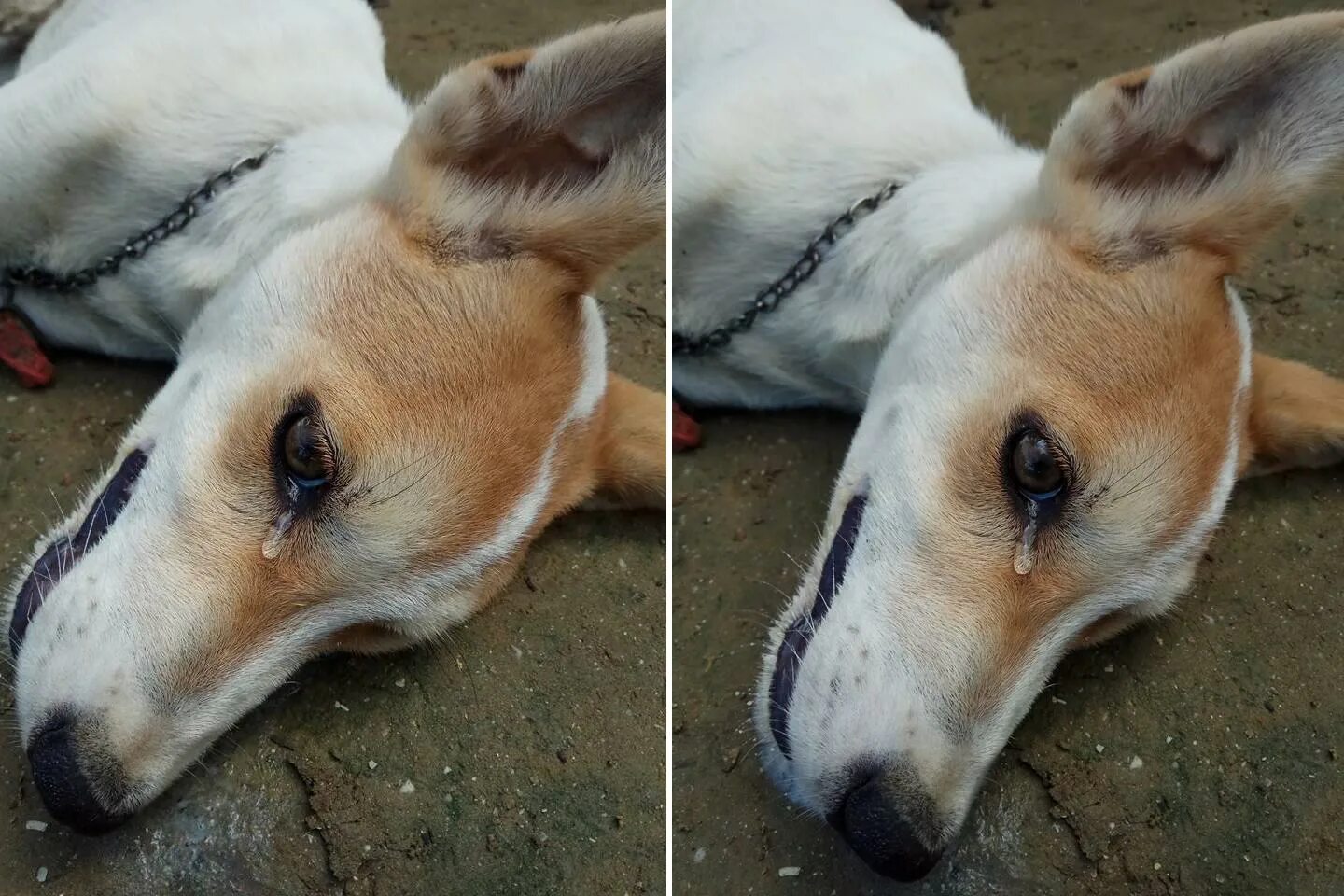 Убийство маленьких щенков. Умерший щенок. Умерший щенок. Памятник собаке. Глаза бездомной собаки.