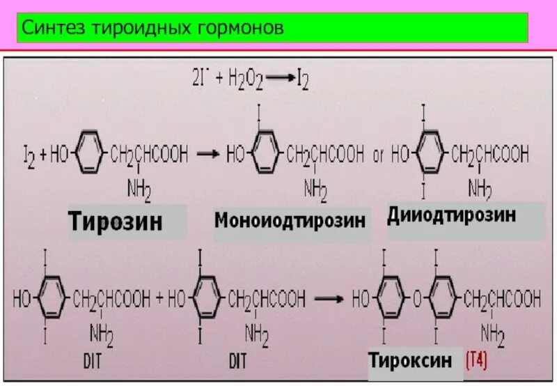 Тироксин ферменты. Синтез трийодтиронина (т3 ). Синтез тиреоидных гормонов биохимия. Схема синтеза тироксина биохимия. Синтез йодтиронинов (т3 и т4) из тирозина.