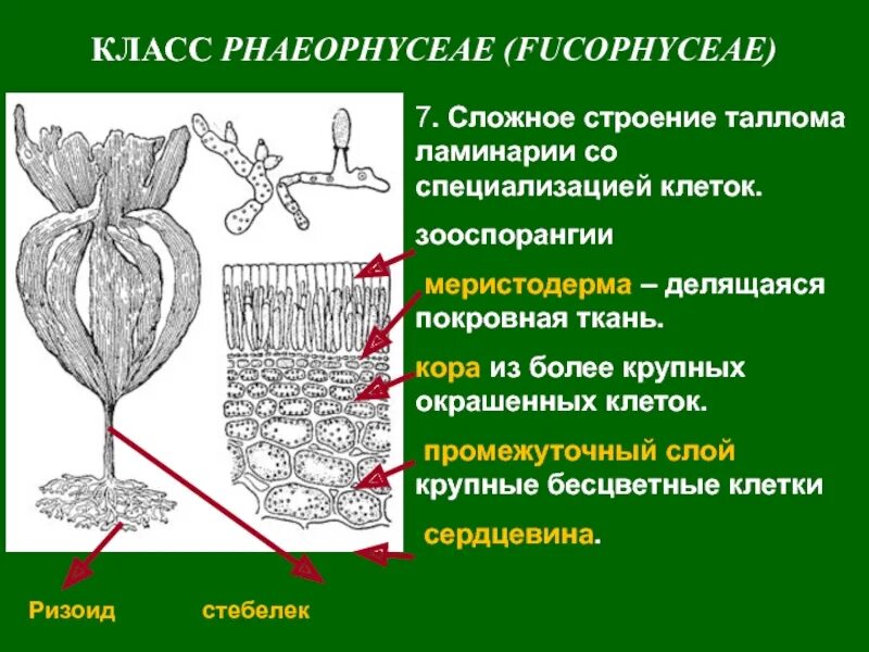 Клетка бурой водоросли. Меристодерма бурых водорослей. Строение таллома. Строение таллома ламинарии. Структура таллома.